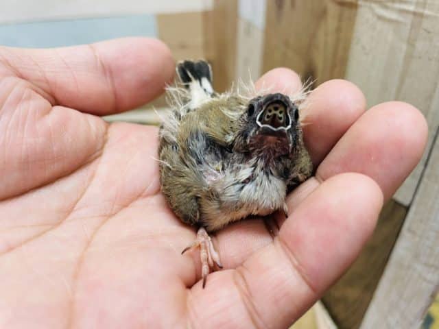 錦花鳥（キンカチョウ）