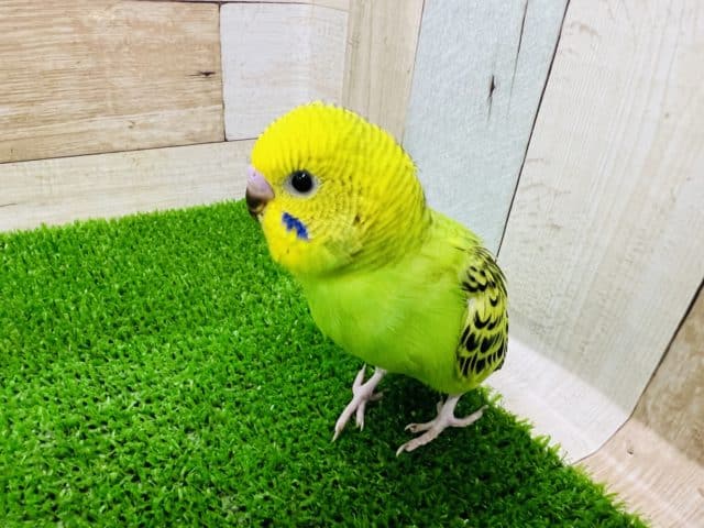 セキセイインコ