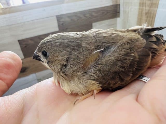 錦花鳥（キンカチョウ）