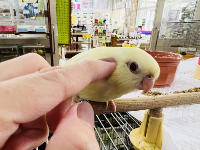 サザナミインコ