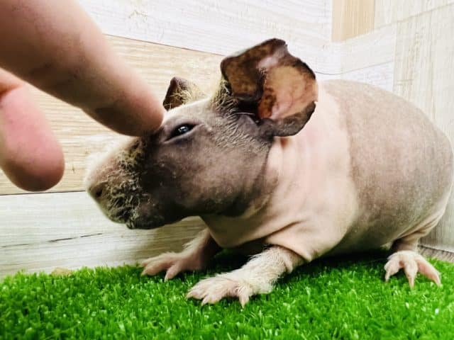 スキニーギニアピッグ