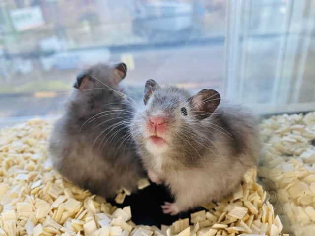 ゴールデンハムスター