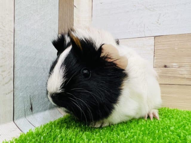 アビシニアンモルモット