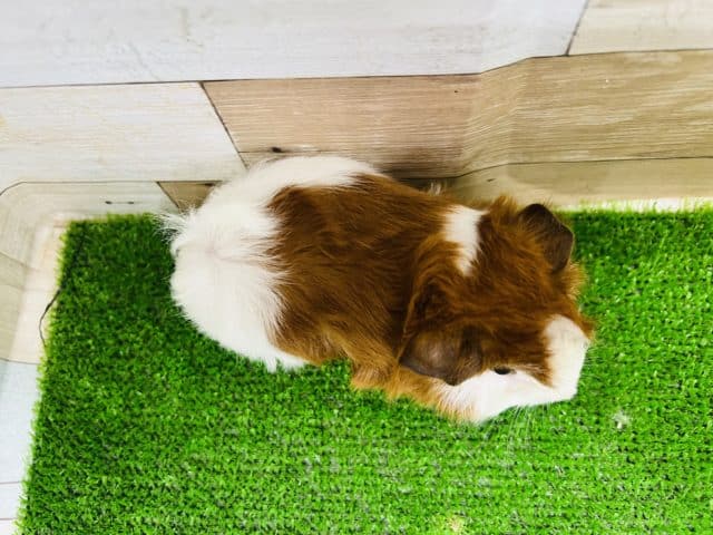 アビシニアンモルモット