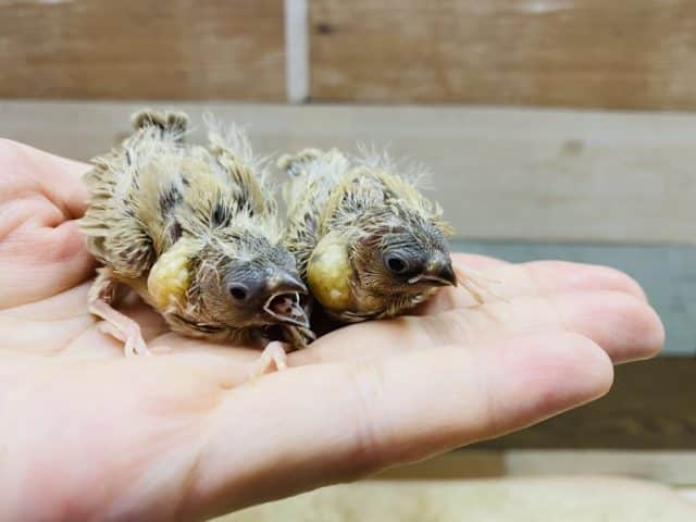 錦花鳥（キンカチョウ）