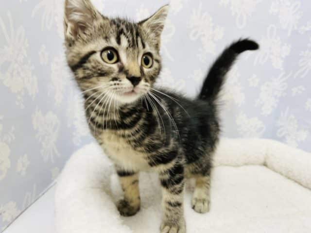 超甘えん坊♪アメショ君♡ アメリカンショートヘア