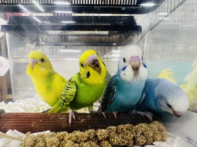 セキセイインコ