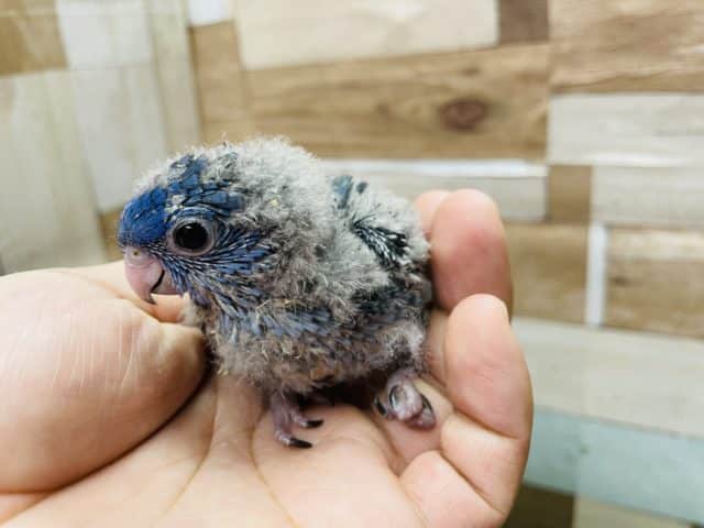 サザナミインコ