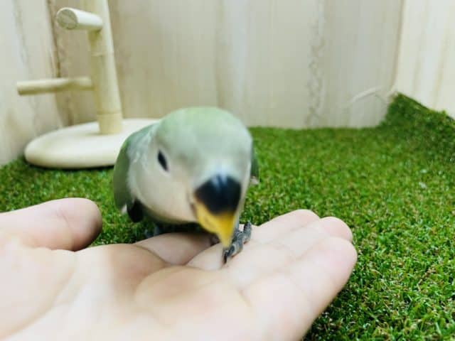 コザクラインコ（小桜インコ）