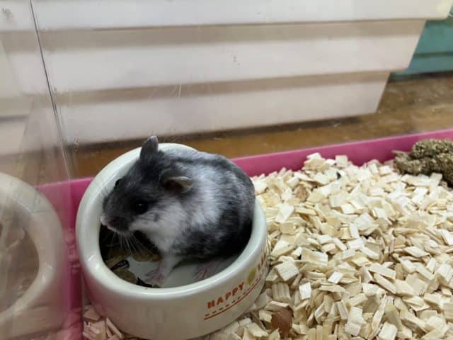 マーブルハムスター