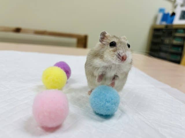 ドワーフハムスターの1種