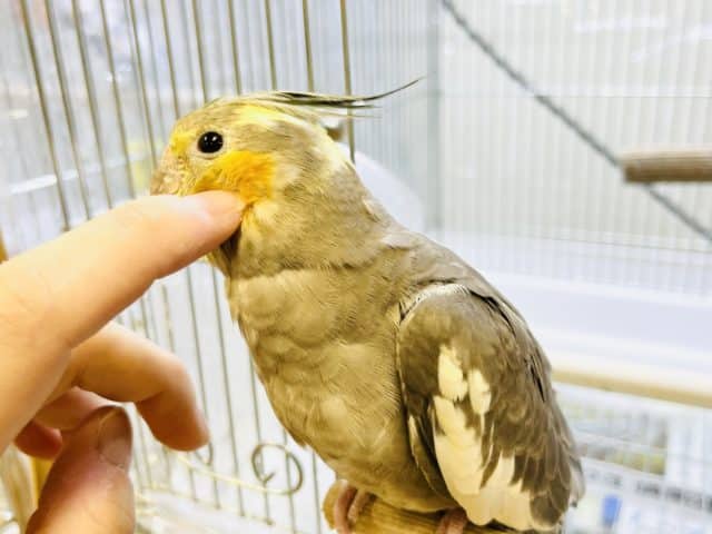 オカメインコ