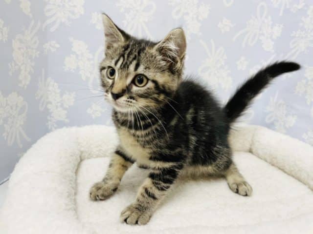 超甘えん坊♪アメショ君♡ アメリカンショートヘア