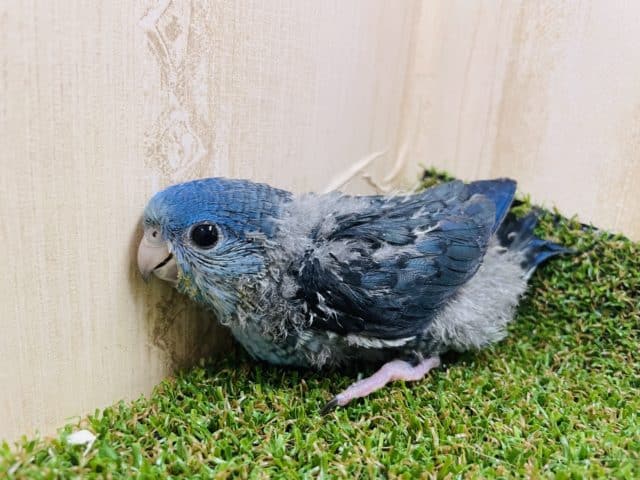 サザナミインコ