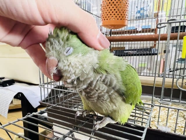 最新画像&動画更新☆あまあま💛オキナインコ(グリーン) 2022年8月生まれ オキナインコ