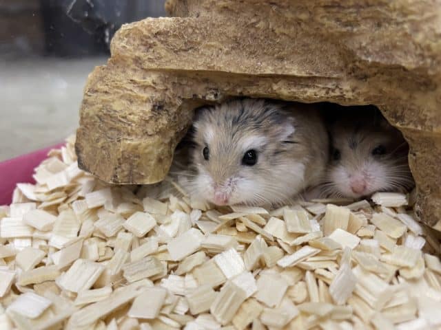 ロボロフスキーハムスター