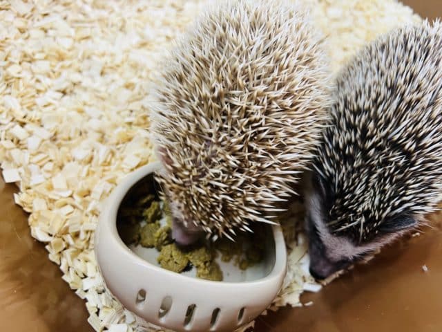 ハリネズミ（ヨツユビハリネズミ）