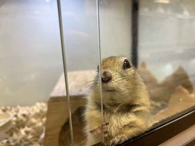 リチャードソンジリス