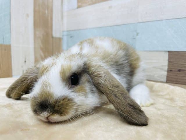 ロップイヤーラビット