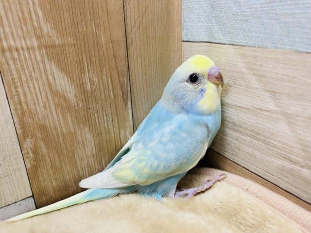 手にぴとっとくっついてしまう恥ずかしがり屋さんのセキセイインコパステルレインボー♪ セキセイインコ