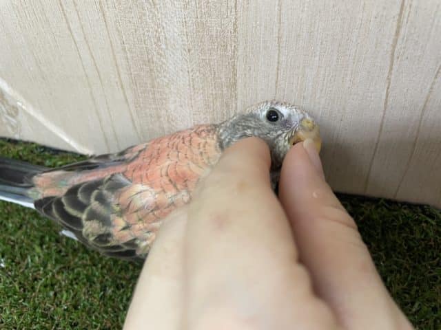 アキクサインコ（秋草インコ）