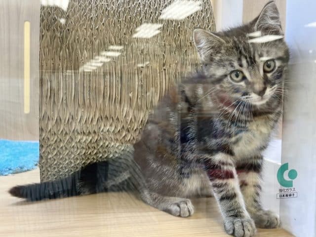 超甘えん坊♪アメショ君♡ アメリカンショートヘア