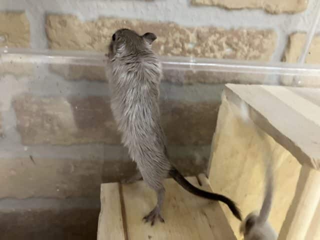 カラージャービル