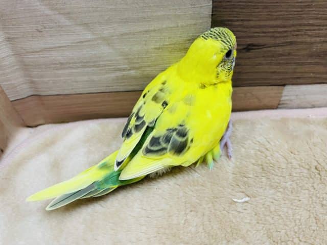 セキセイインコ