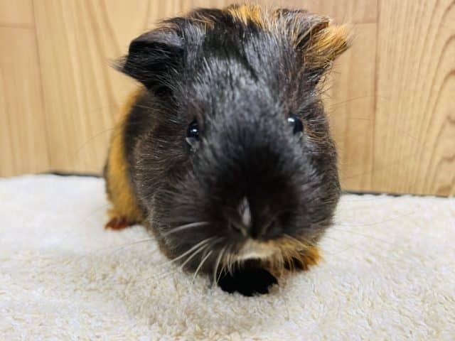 イングリッシュモルモット