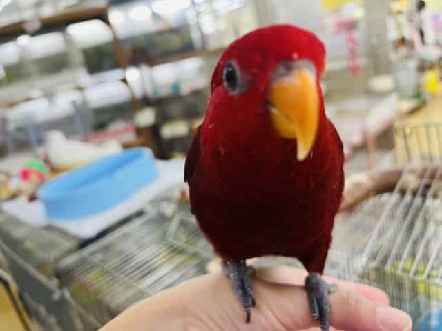 ヒインコ
