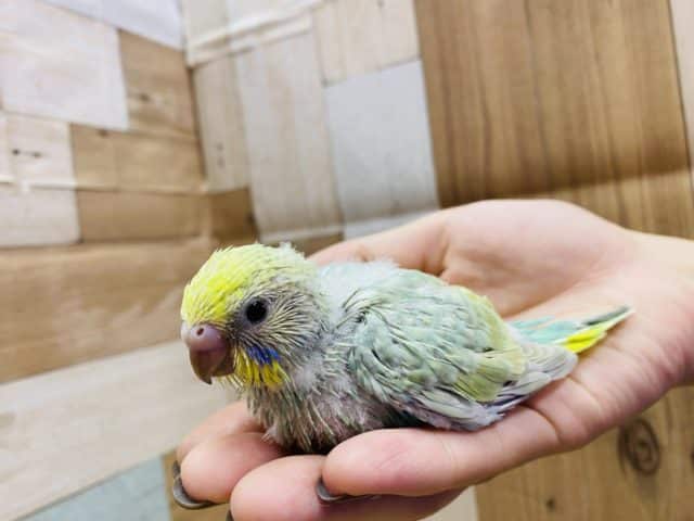 セキセイインコ