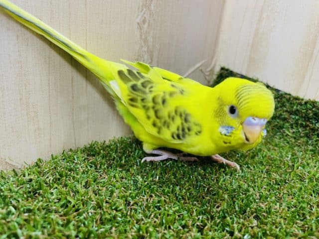 セキセイインコ