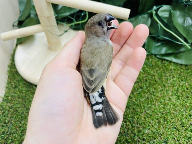 錦花鳥（キンカチョウ）