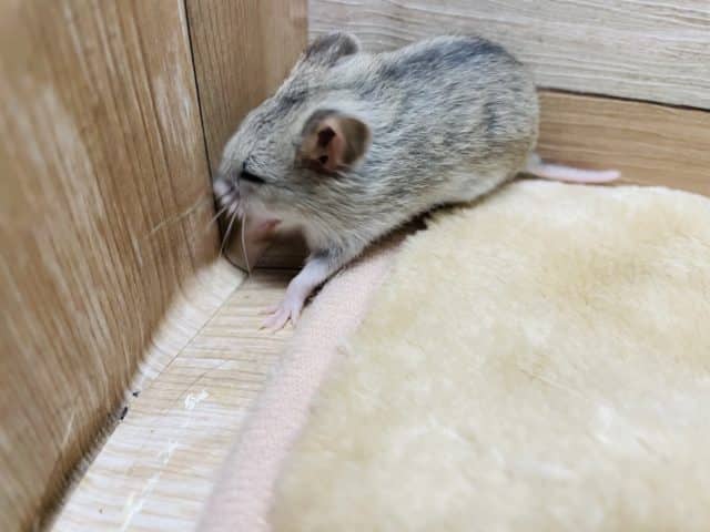 チャイニーズハムスター