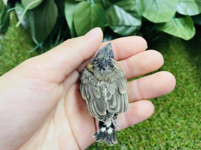 錦花鳥（キンカチョウ）