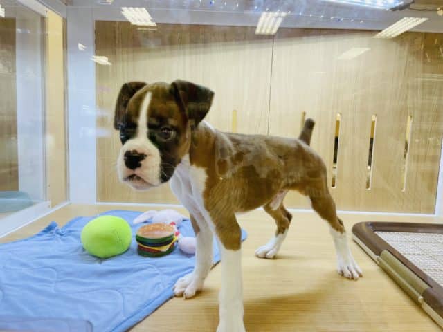 初入舎の構ってよボーイ♥ボクサーくん! ボクサー