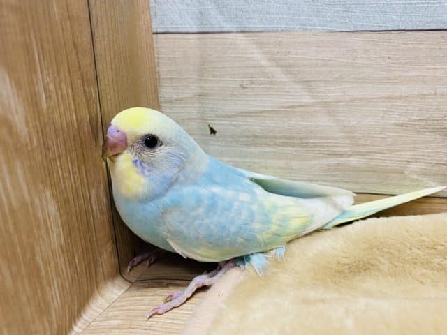 手にぴとっとくっついてしまう恥ずかしがり屋さんのセキセイインコパステルレインボー♪ セキセイインコ