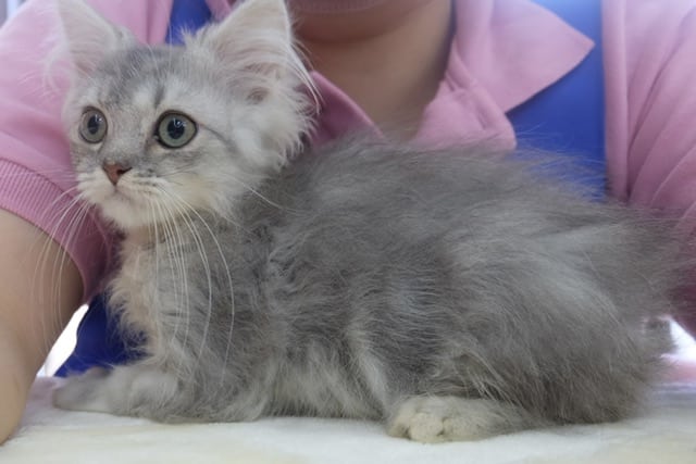 スコティッシュフォールド