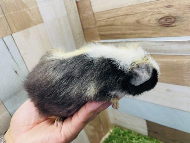 テッセルモルモット