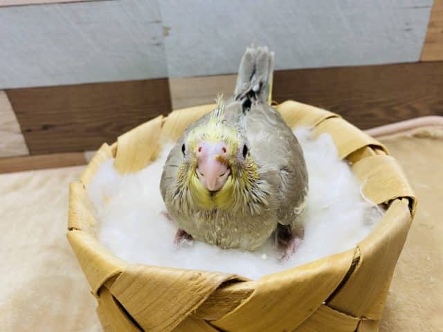 オカメインコ