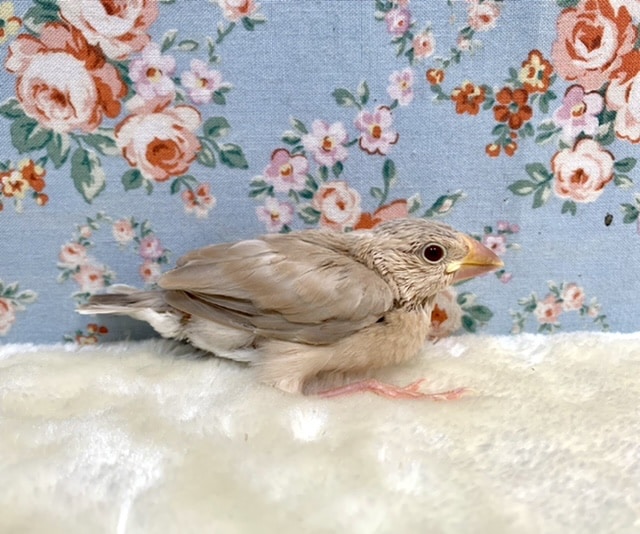 シナモン文鳥