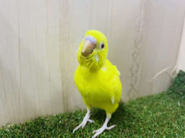 セキセイインコ