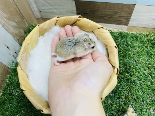  ロボロフスキーハムスター