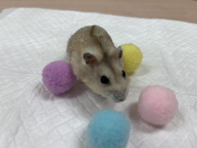 ドワーフハムスターの1種