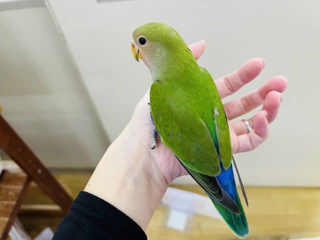 コザクラインコ（小桜インコ）