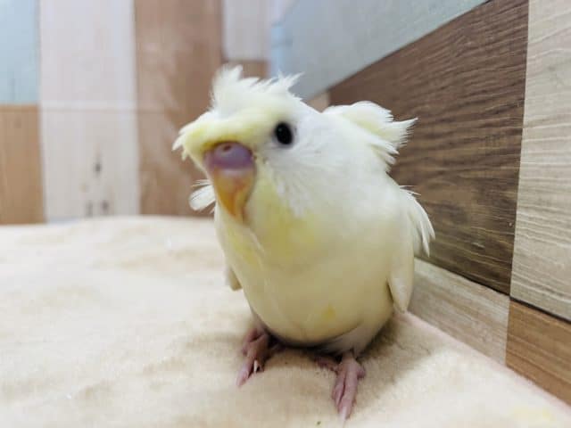 羽衣セキセイインコ