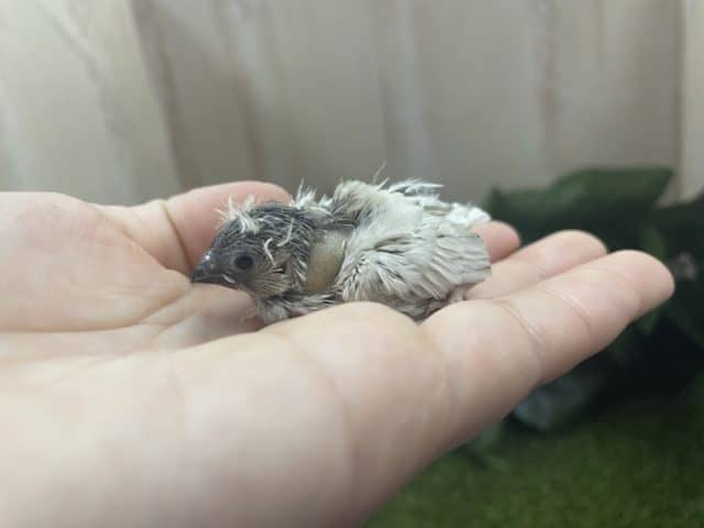 錦花鳥（キンカチョウ）