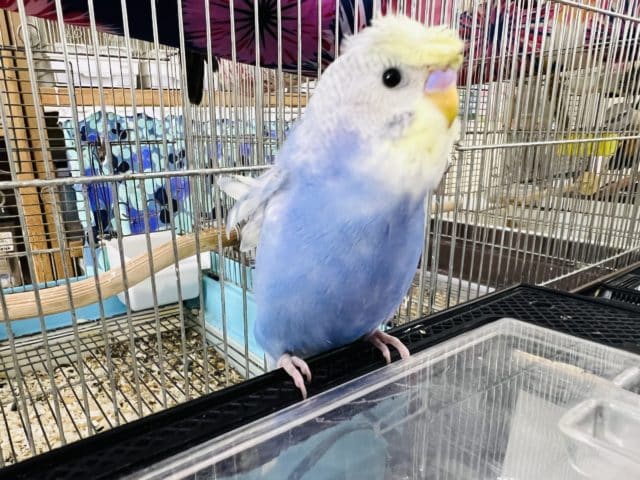 セキセイインコ
