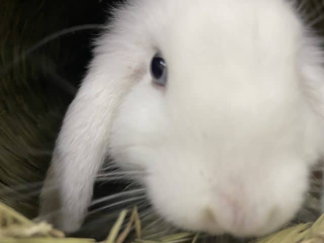 ロップイヤーラビット