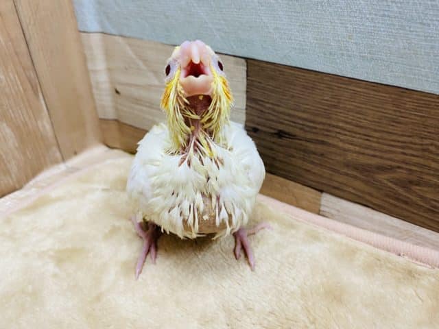 オカメインコ